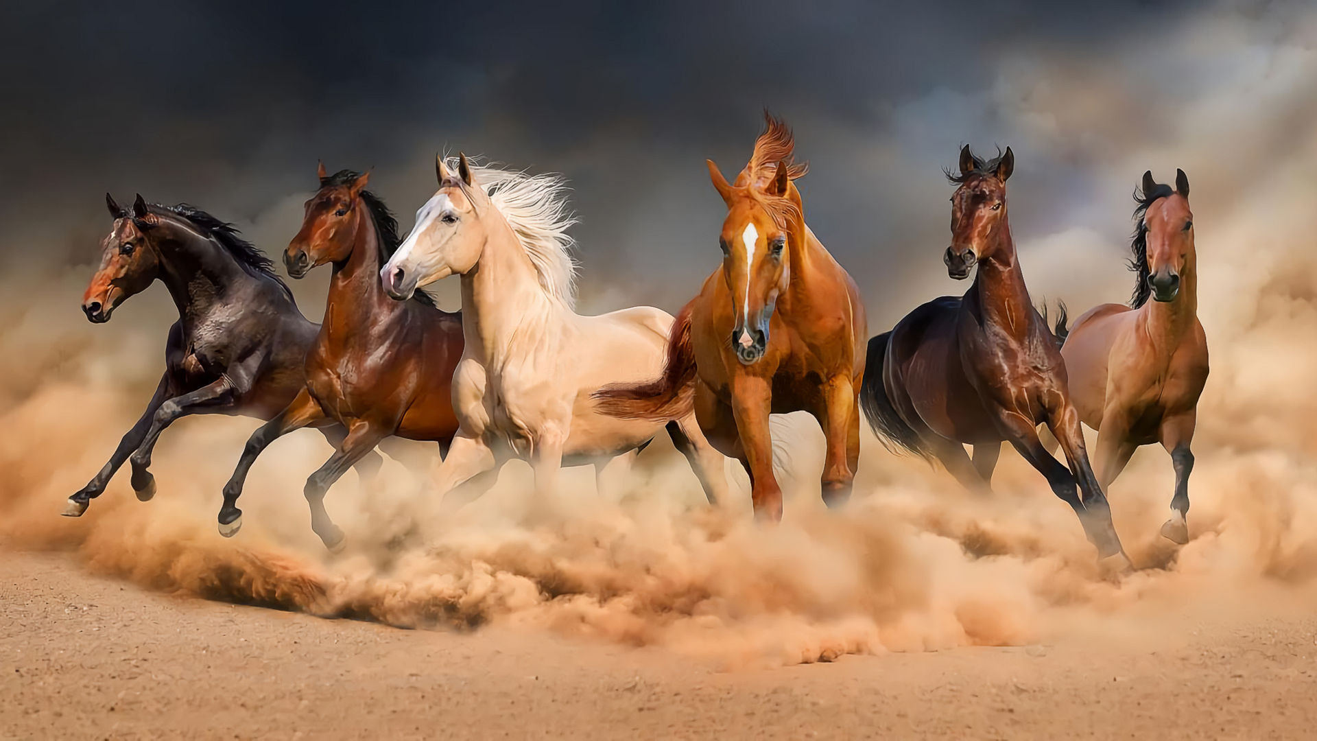 Horse Breeders Societies