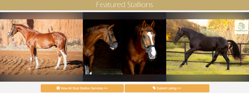 home-button-stallion-listings